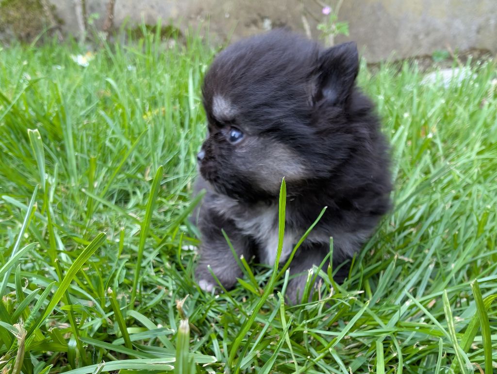 Des Perles Du Rangen - Chiots disponibles - Spitz allemand