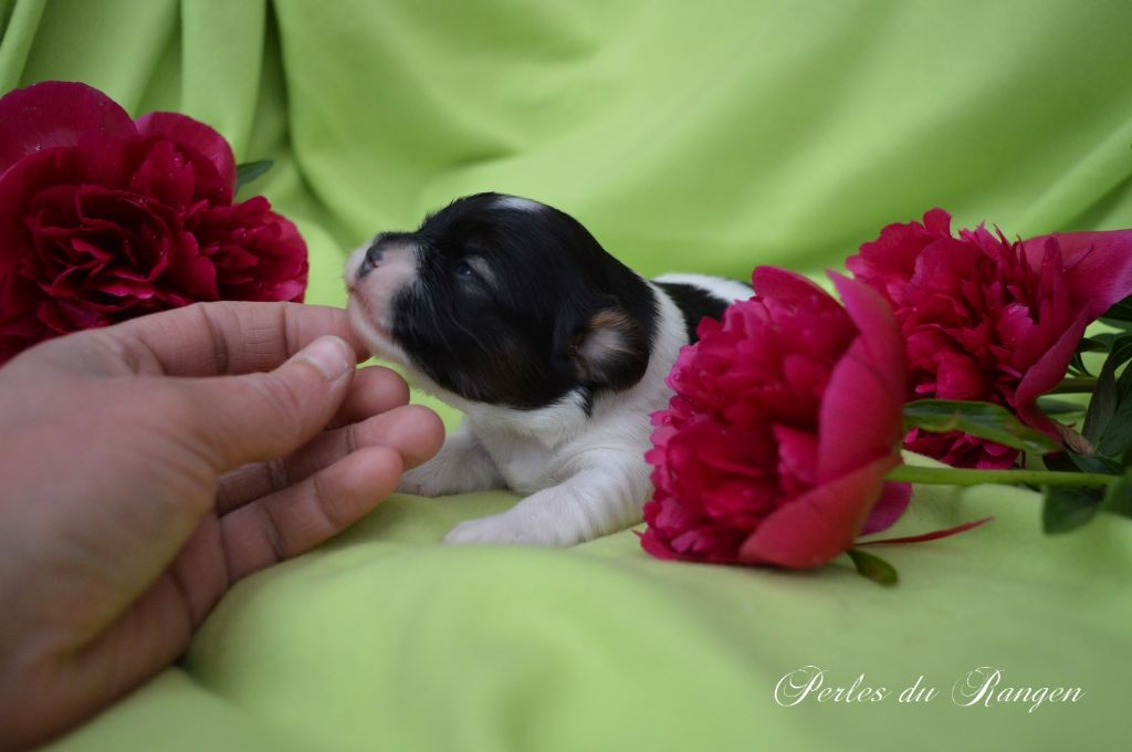 Des Perles Du Rangen - Epagneul nain Continental (Papillon) - Portée née le 11/05/2020