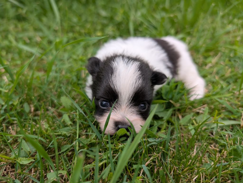 Des Perles Du Rangen - Chiots disponibles - Spitz allemand