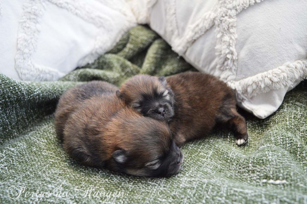 Chiot Spitz allemand Des Perles Du Rangen