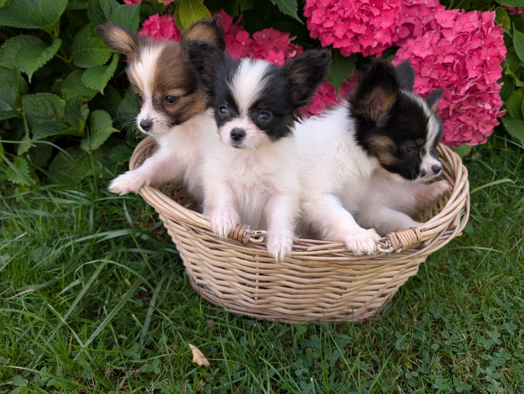 Chiot Epagneul nain Continental (Papillon) Des Perles Du Rangen