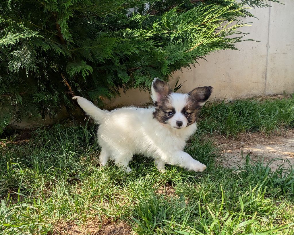 Des Perles Du Rangen - Chiots disponibles - Epagneul nain Continental (Papillon)