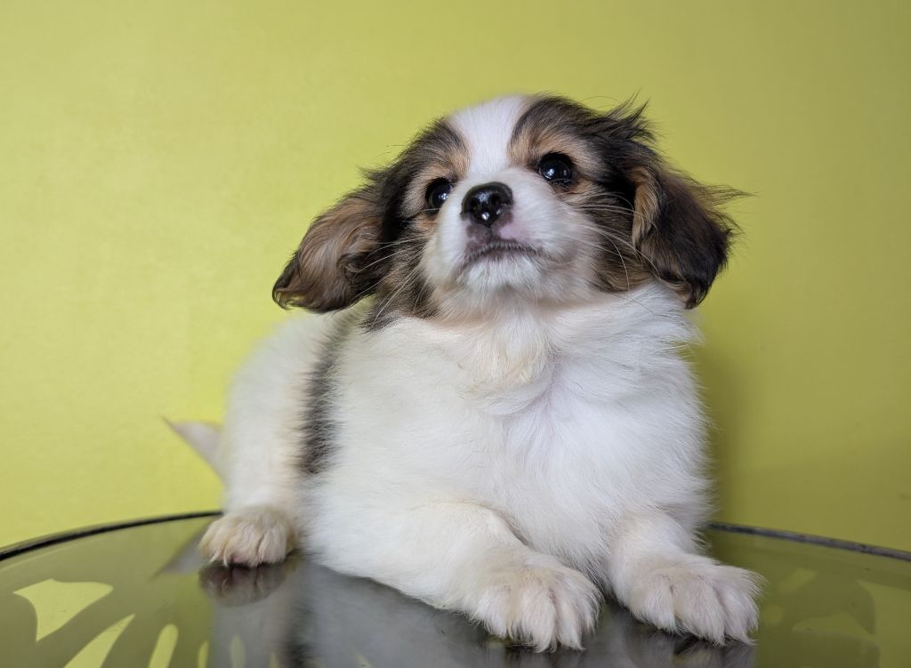 Des Perles Du Rangen - Chiots disponibles - Epagneul nain Continental (Papillon)