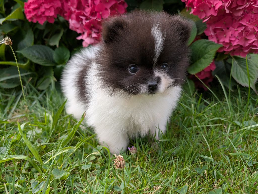 Des Perles Du Rangen - Chiots disponibles - Spitz allemand