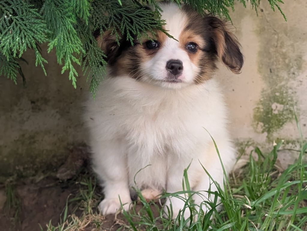 Des Perles Du Rangen - Chiots disponibles - Epagneul nain Continental (Papillon)