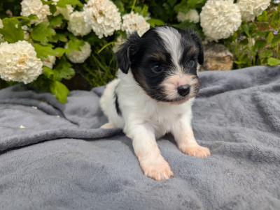 Chiot N°3