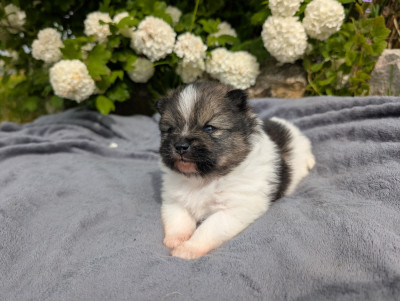 CHIOT 2