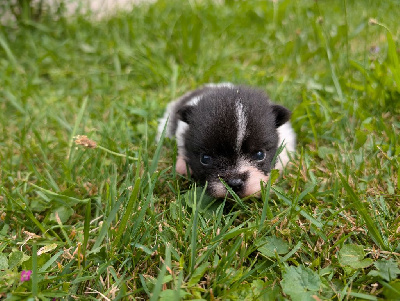 CHIOT 3