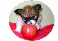 Helfy
