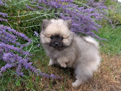 CHIOT 3