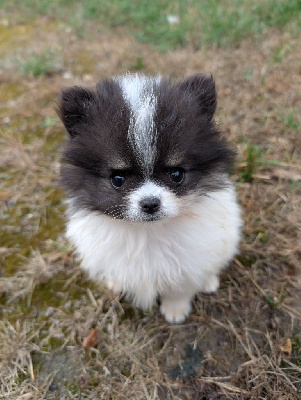 CHIOT 4