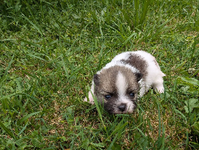 CHIOT 4