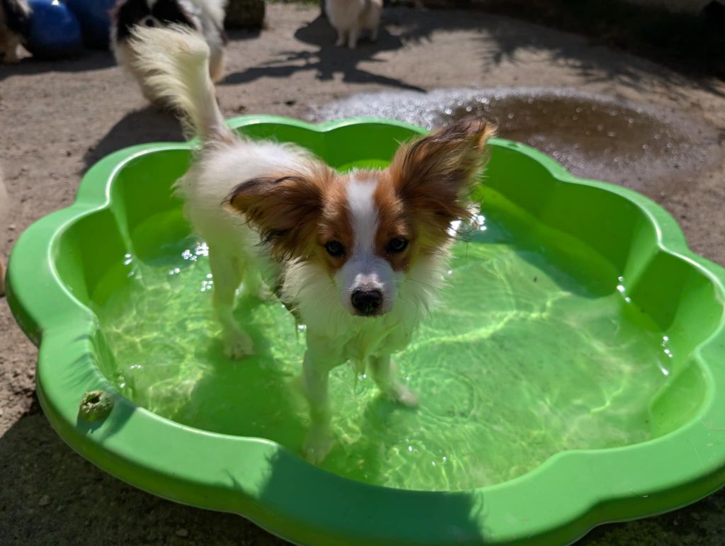 Des Perles Du Rangen - Chiots disponibles - Epagneul nain Continental (Papillon)