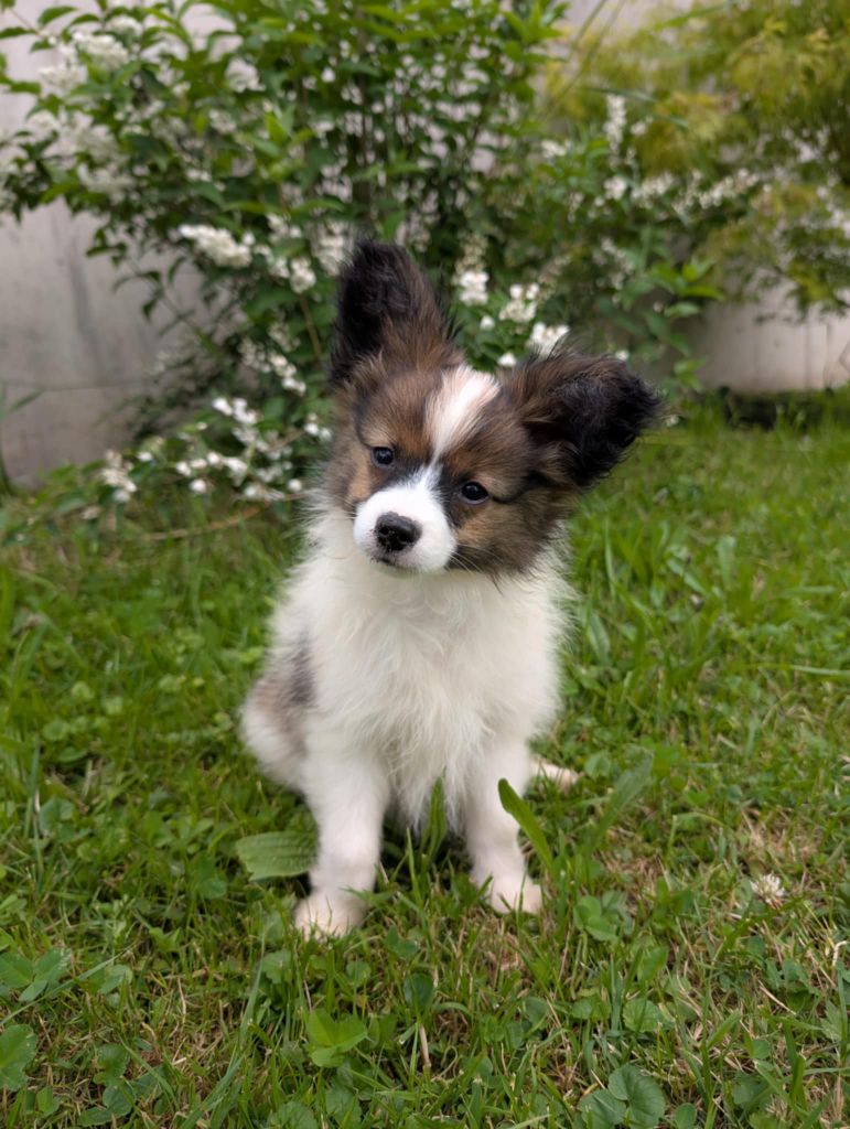 Des Perles Du Rangen - Chiots disponibles - Epagneul nain Continental (Papillon)