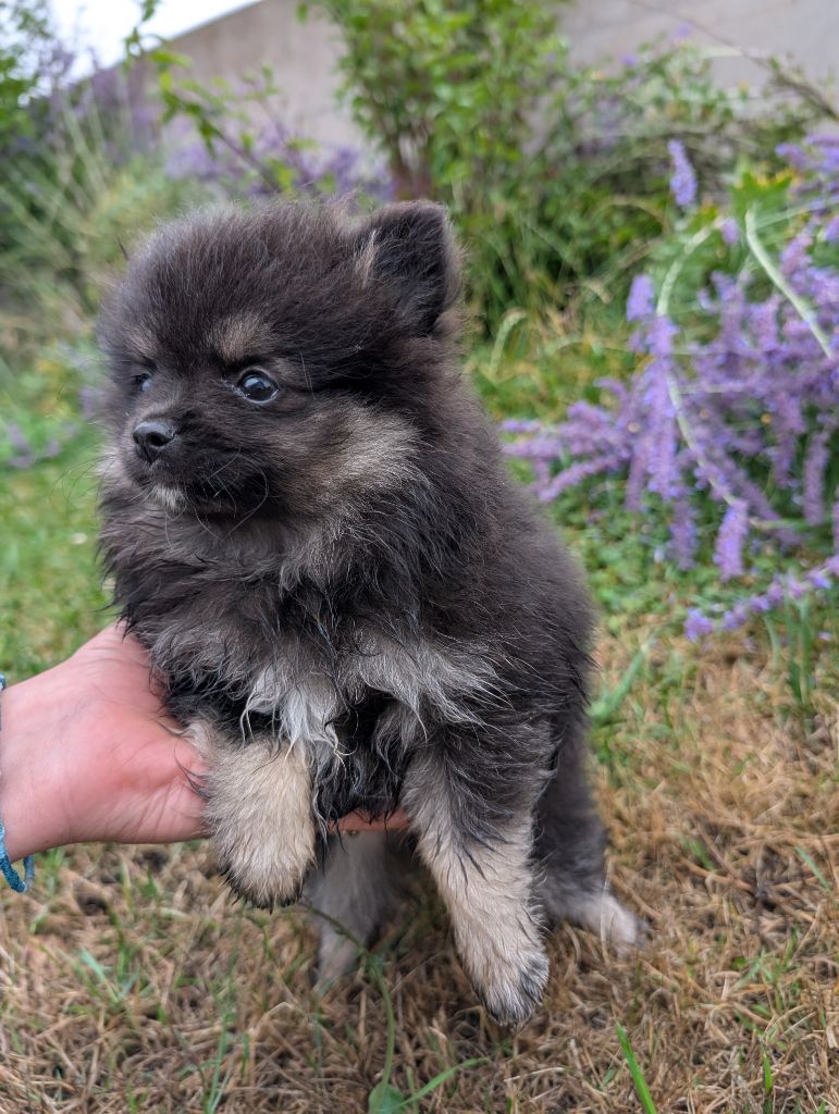 Des Perles Du Rangen - Chiots disponibles - Spitz allemand