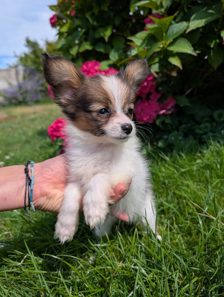 Des Perles Du Rangen - Chiots disponibles - Epagneul nain Continental (Papillon)
