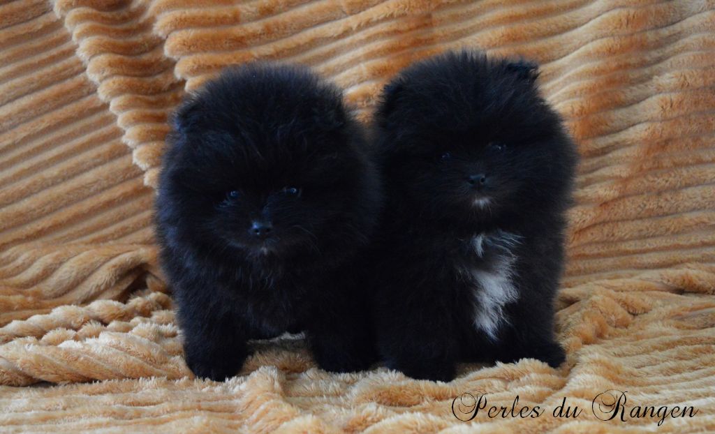 Chiot Spitz allemand Des Perles Du Rangen
