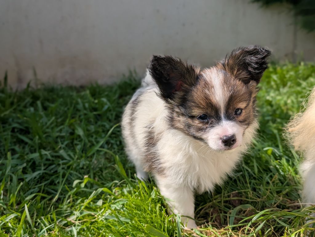 Des Perles Du Rangen - Chiots disponibles - Epagneul nain Continental (Papillon)