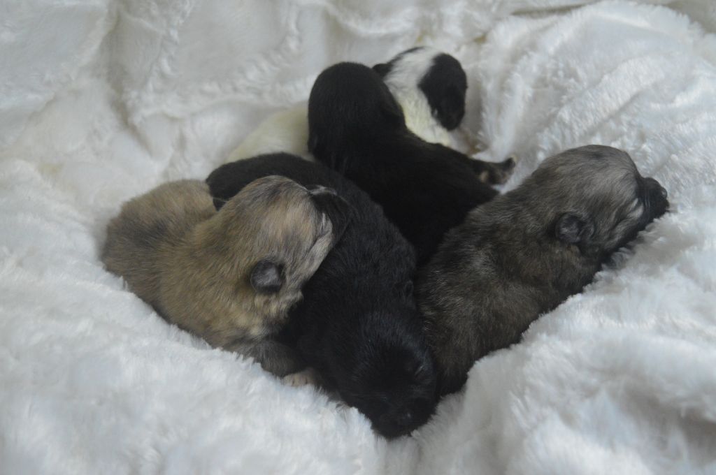 Chiot Spitz allemand Des Perles Du Rangen