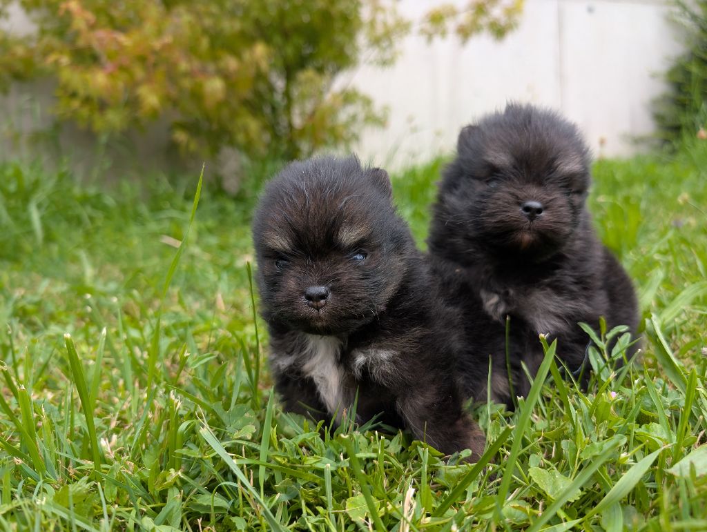 Chiot Spitz allemand Des Perles Du Rangen