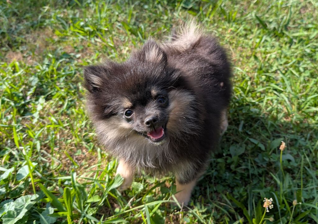 Des Perles Du Rangen - Chiots disponibles - Spitz allemand