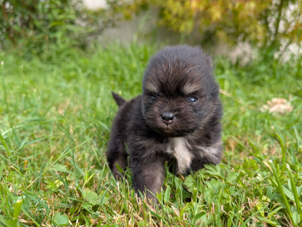 Des Perles Du Rangen - Chiots disponibles - Spitz allemand