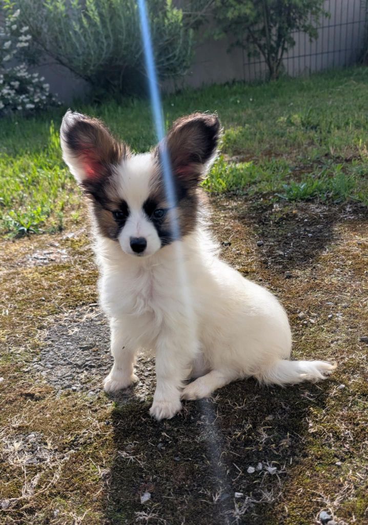 Des Perles Du Rangen - Chiots disponibles - Epagneul nain Continental (Papillon)